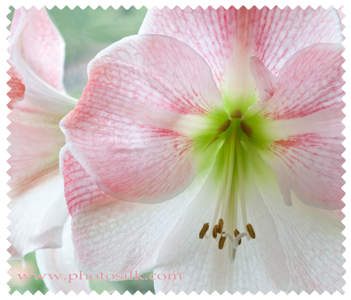 Photosilk Collections